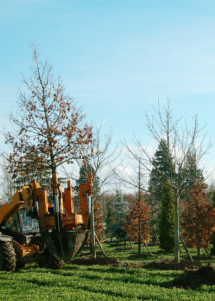 Plantation d'arbres de grande taille avec machine spécialisée par un paysagiste